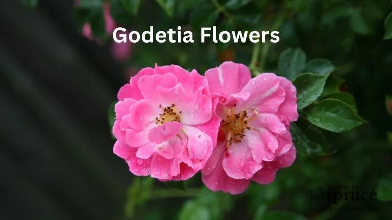 Godetia Flowers