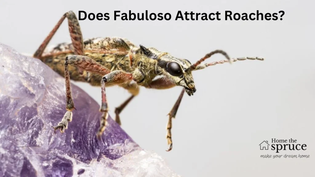 Does Fabuloso Attract Roaches