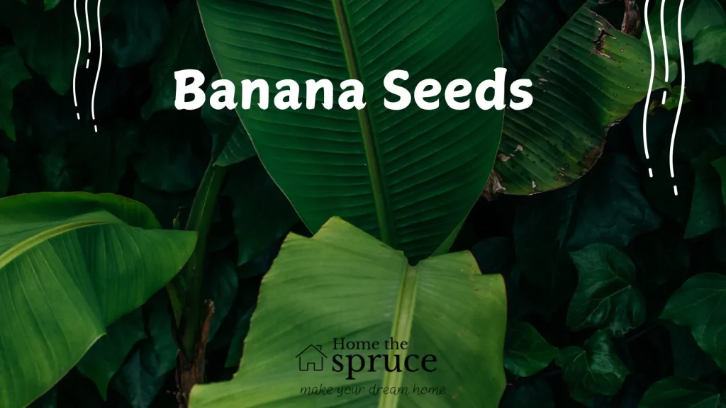 Banana Seeds