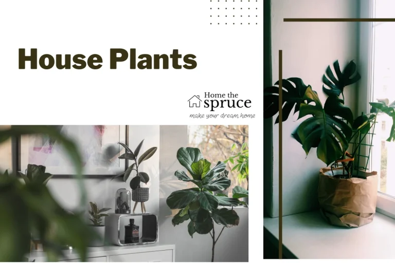 House Plants