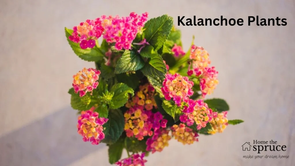 Kalanchoe Plants