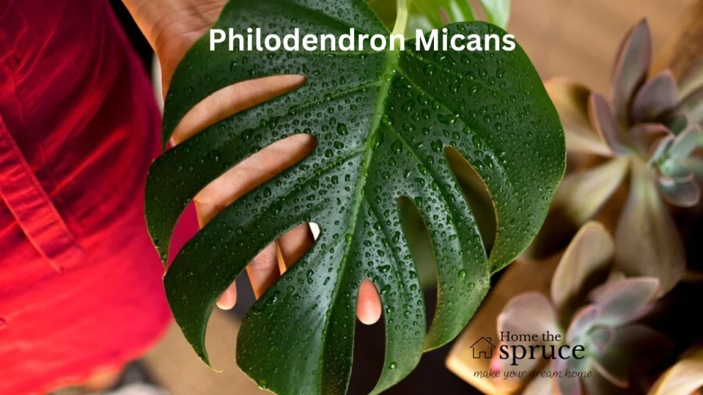 Philodendron Micans