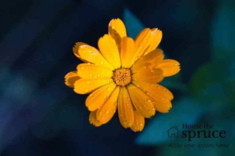 Orange Flowers