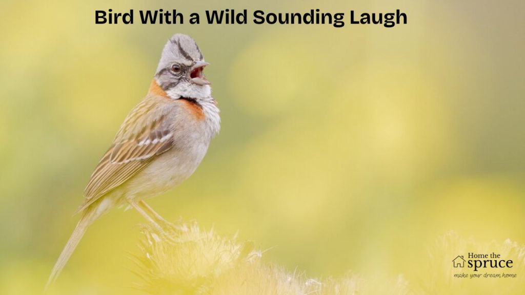 Bird With a Wild Sounding Laugh