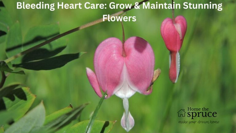 Bleeding Heart Care: Grow & Maintain Stunning Flowers