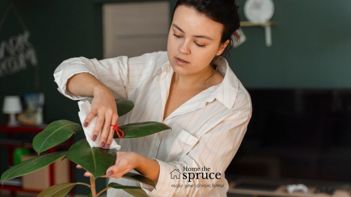 Peperomia Obtusifolia Care Guide Tips for Baby Rubber Plant