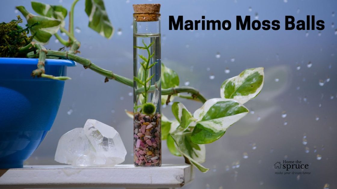 Why Everyone’s Falling in Love with Marimo Moss Balls (and Why You Might Too)
