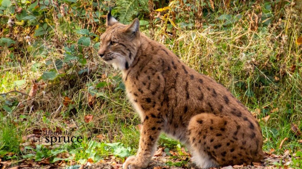 How to Hire a Bobcat: A Simple Guide.