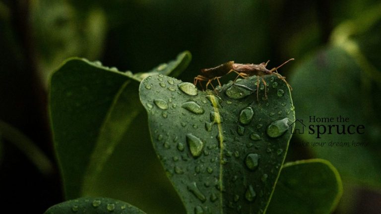 Why Do Bugs Show Up Right After It Rains