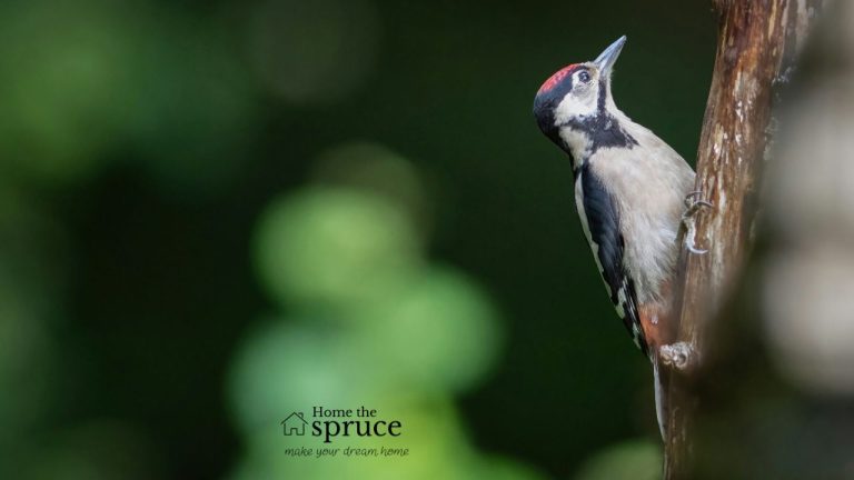 Why Woodpeckers Peck at Your House and Smart Ways to Stop Them