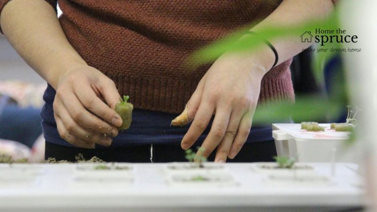 A Step-by-Step Tutorial on Setting Up Your Hydroponic System for Home