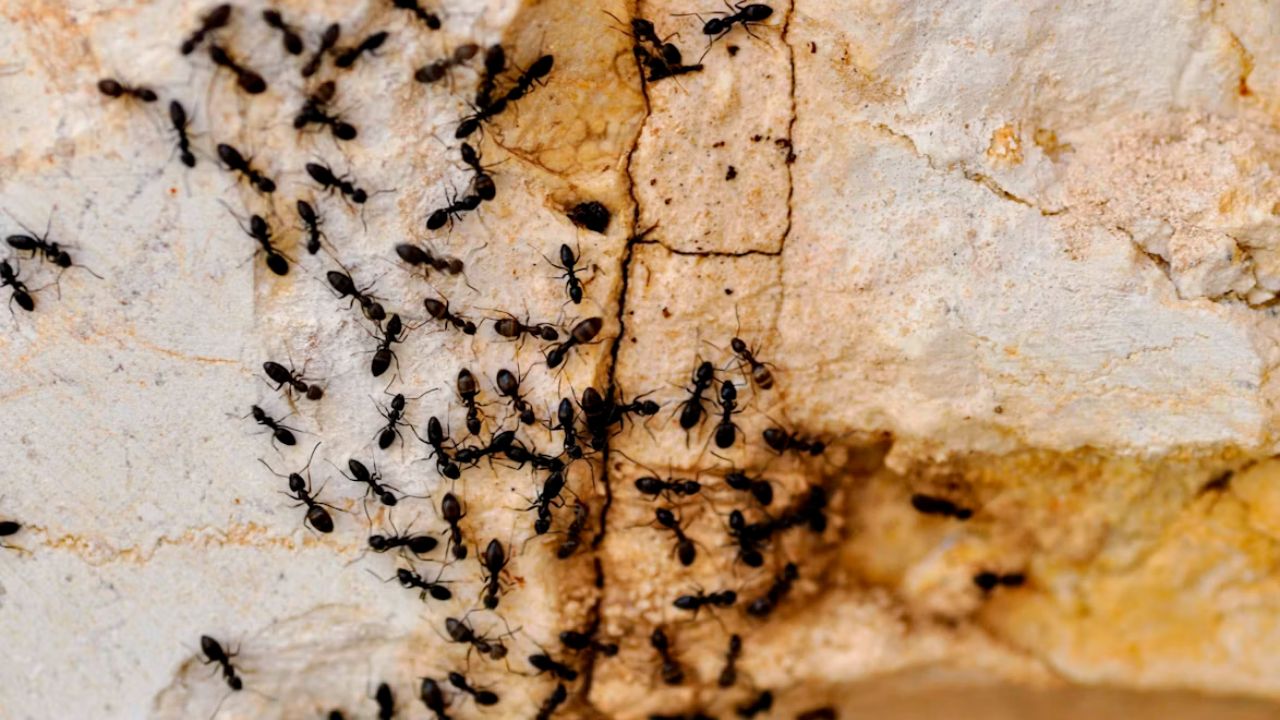Best Outdoor Ant Killer Effective Ways to Get Rid of Ants