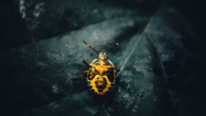 Bugs That Look Like Cockroaches How to Identify Them