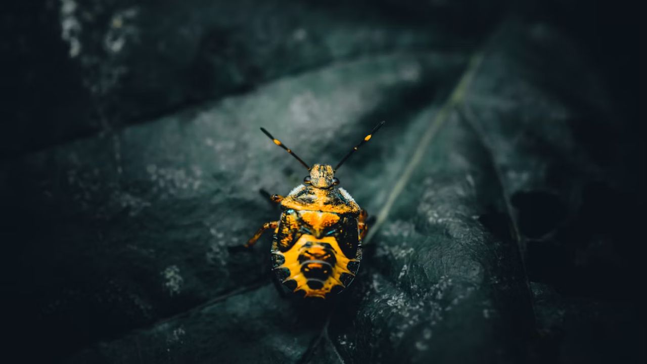 Bugs That Look Like Cockroaches How to Identify Them