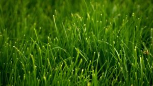 Clover Lawn A Guide to Growing a Beautiful Green Yard