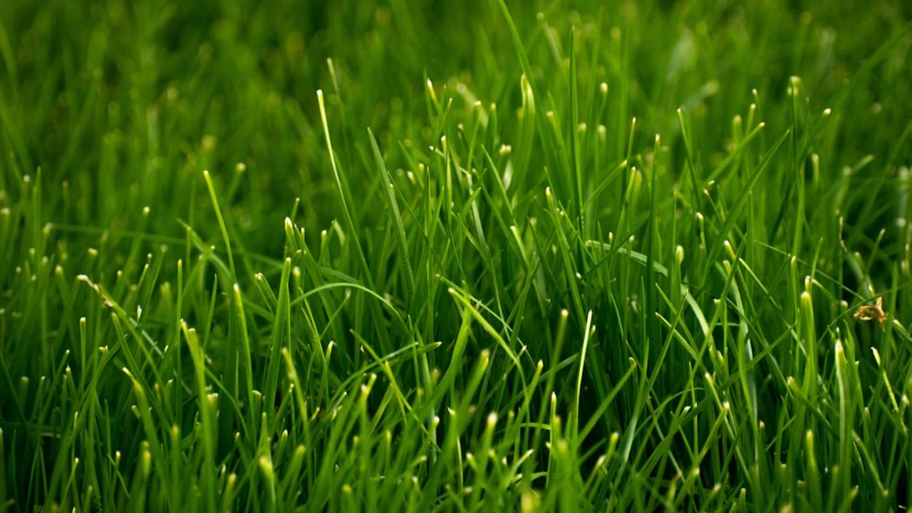 Clover Lawn A Guide to Growing a Beautiful Green Yard