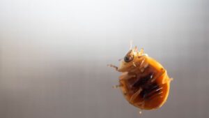 Bed Bug or Baby Cockroach How to Tell the Difference
