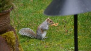 How to Keep Squirrels Out of Your Garden Easy Tips That Work