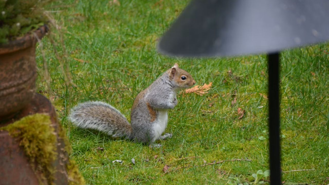 How to Keep Squirrels Out of Your Garden Easy Tips That Work